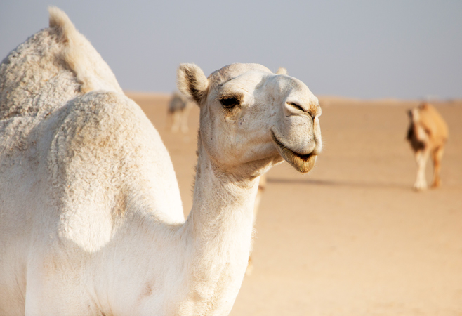 White friendly camel wandering freely in the desert of Kuwait
