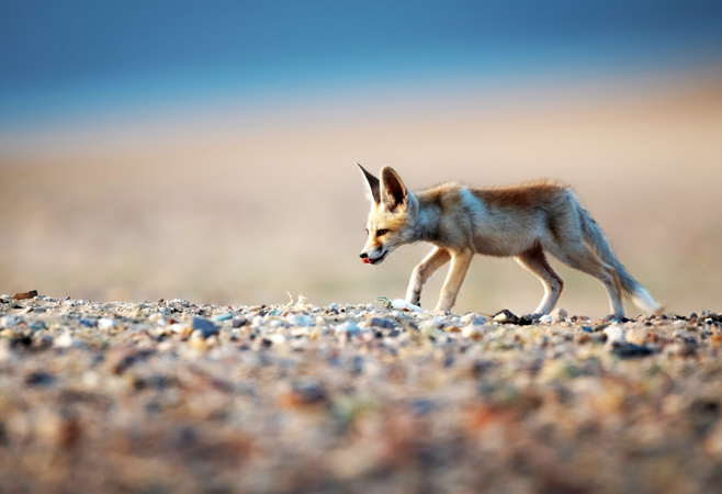 Kuwait desert for Arabian fox
