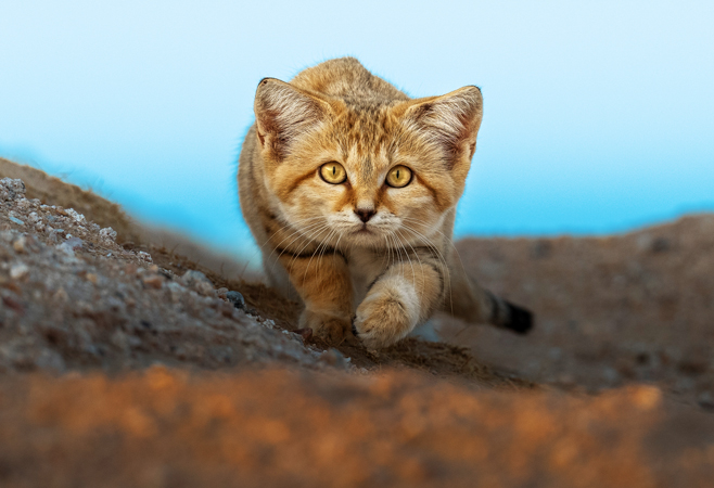 Sand Cat in desert of Kuwait