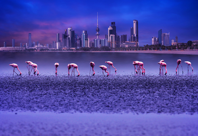Flamingo birds in front of kuwait cityscape