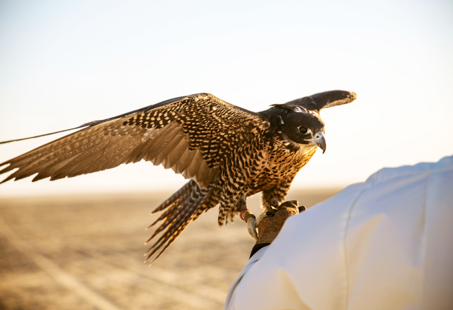 Arabian Falcon with open wings in the desert