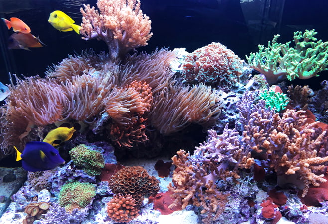 Marine reef tank, Kuwait