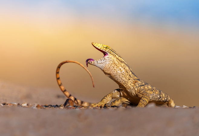Monitor lizards in desert of Kuwait