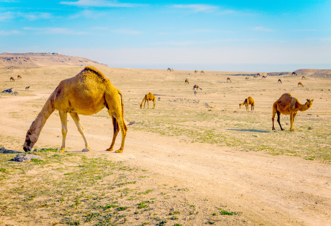 Camels in rural Kuwait