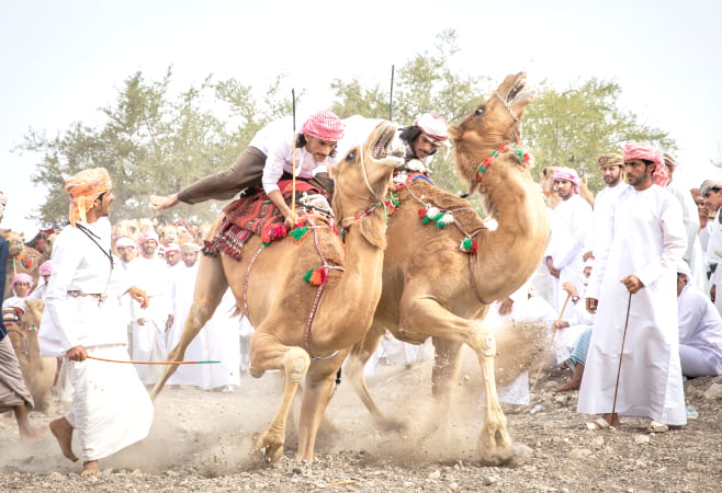 Men getting ready to race their camels